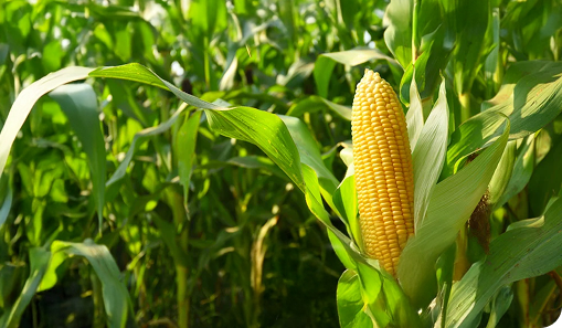 Corn crop