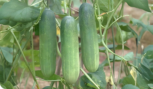 Cucumber crop