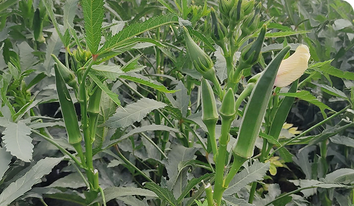 Okra crop