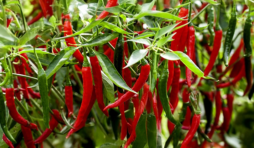 Hot Pepper crop