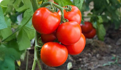 Tomato crop