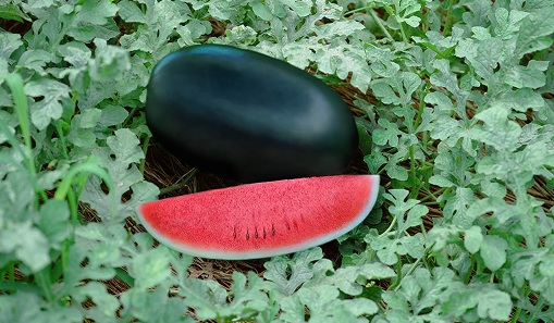 Watermelon crop